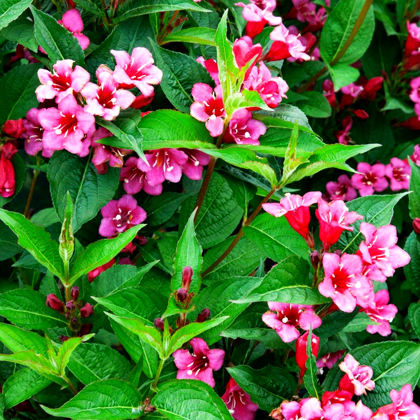 Weigelie 'Bristol Ruby' (Weigela x cult.)
