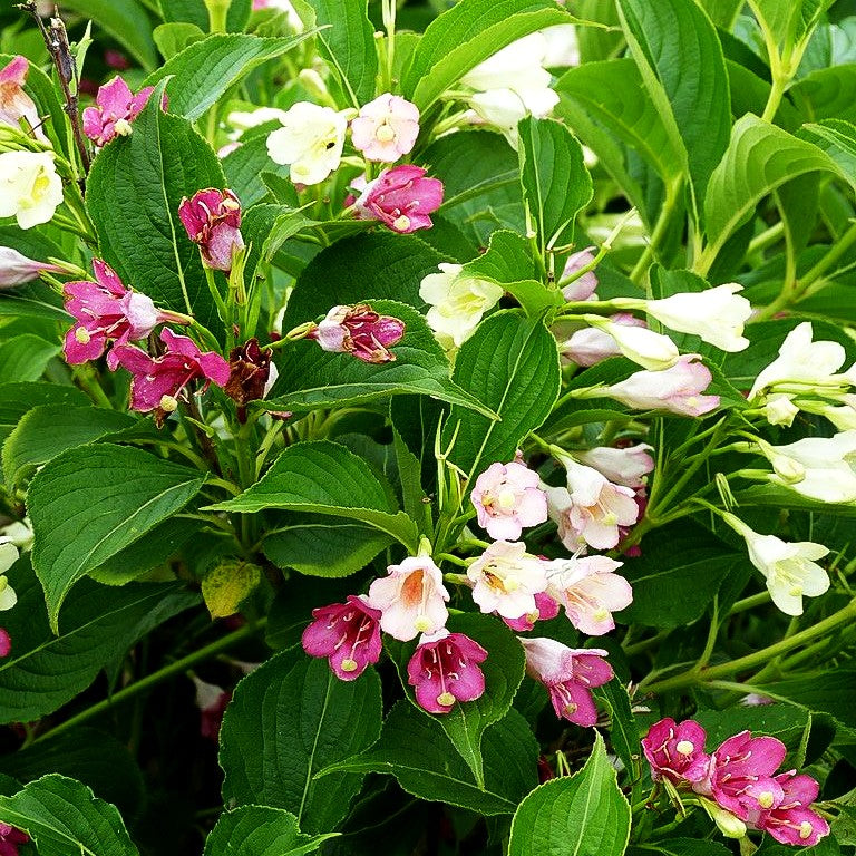 Weigelie 'Majorie' (Weigela florida)