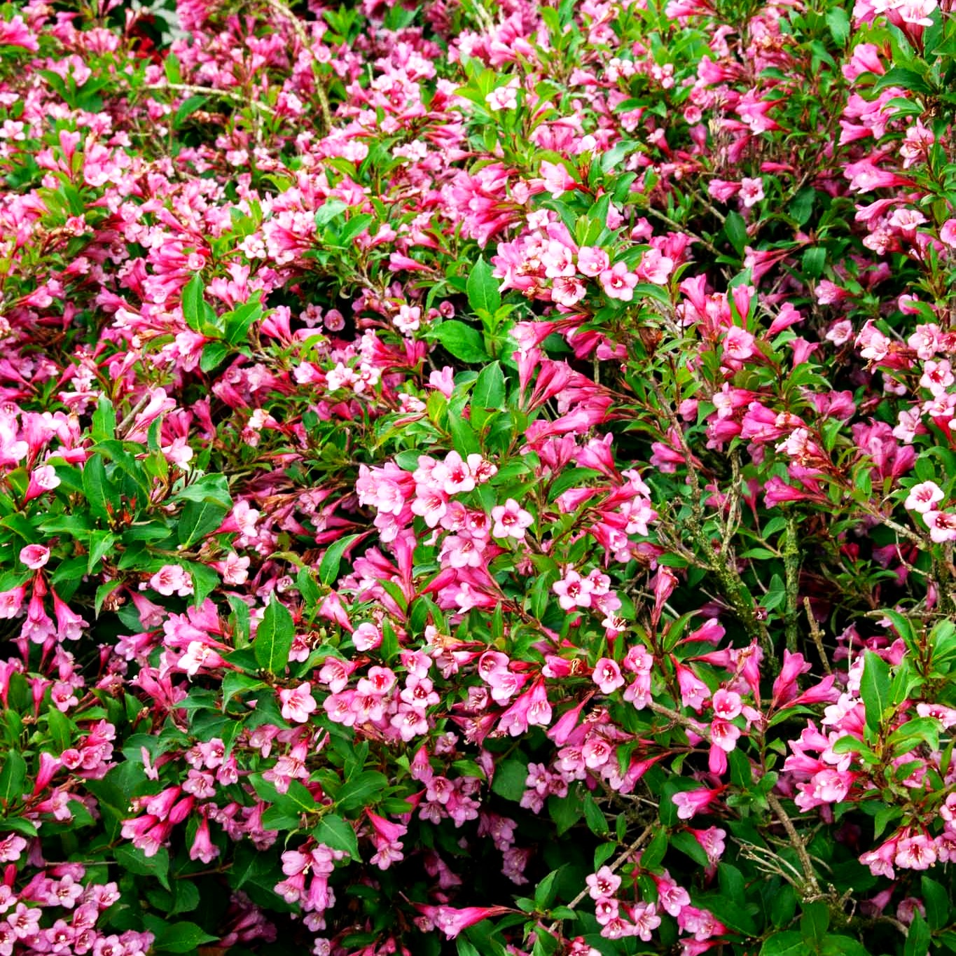 Weigelie 'Minuet' (Weigela x cult.)