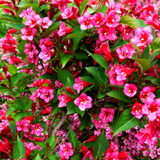 Weigelie 'Red Prince' (Weigela x cult.)