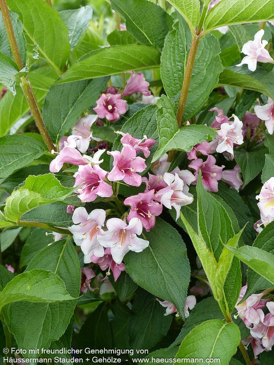 Weigelie 'Rosea' (Weigela x cult.)