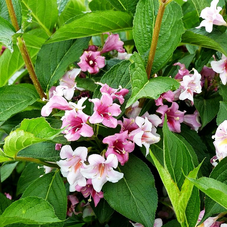 Weigelie 'Rosea' (Weigela x cult.)