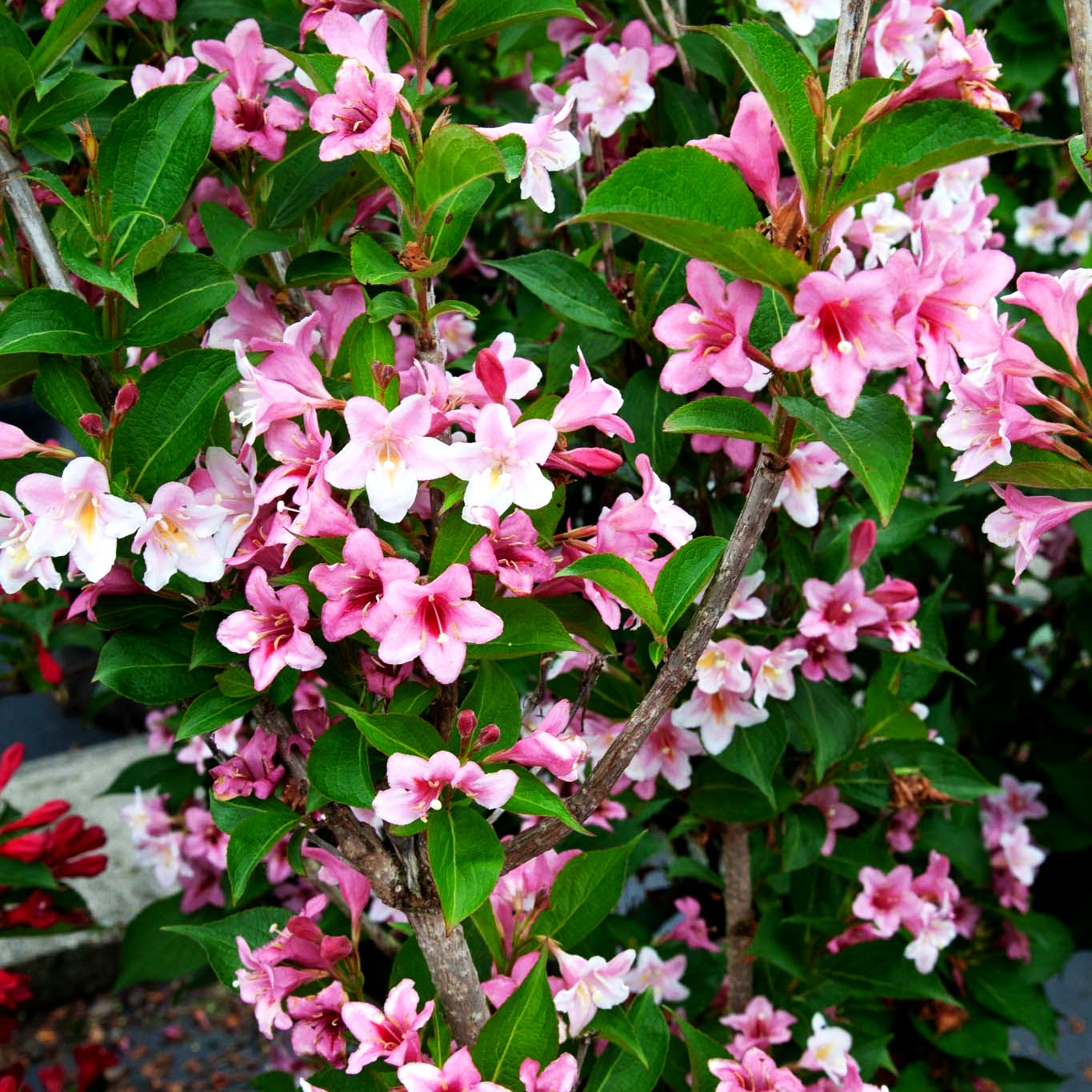 Weigelie 'Rosea' (Weigela x cult.)