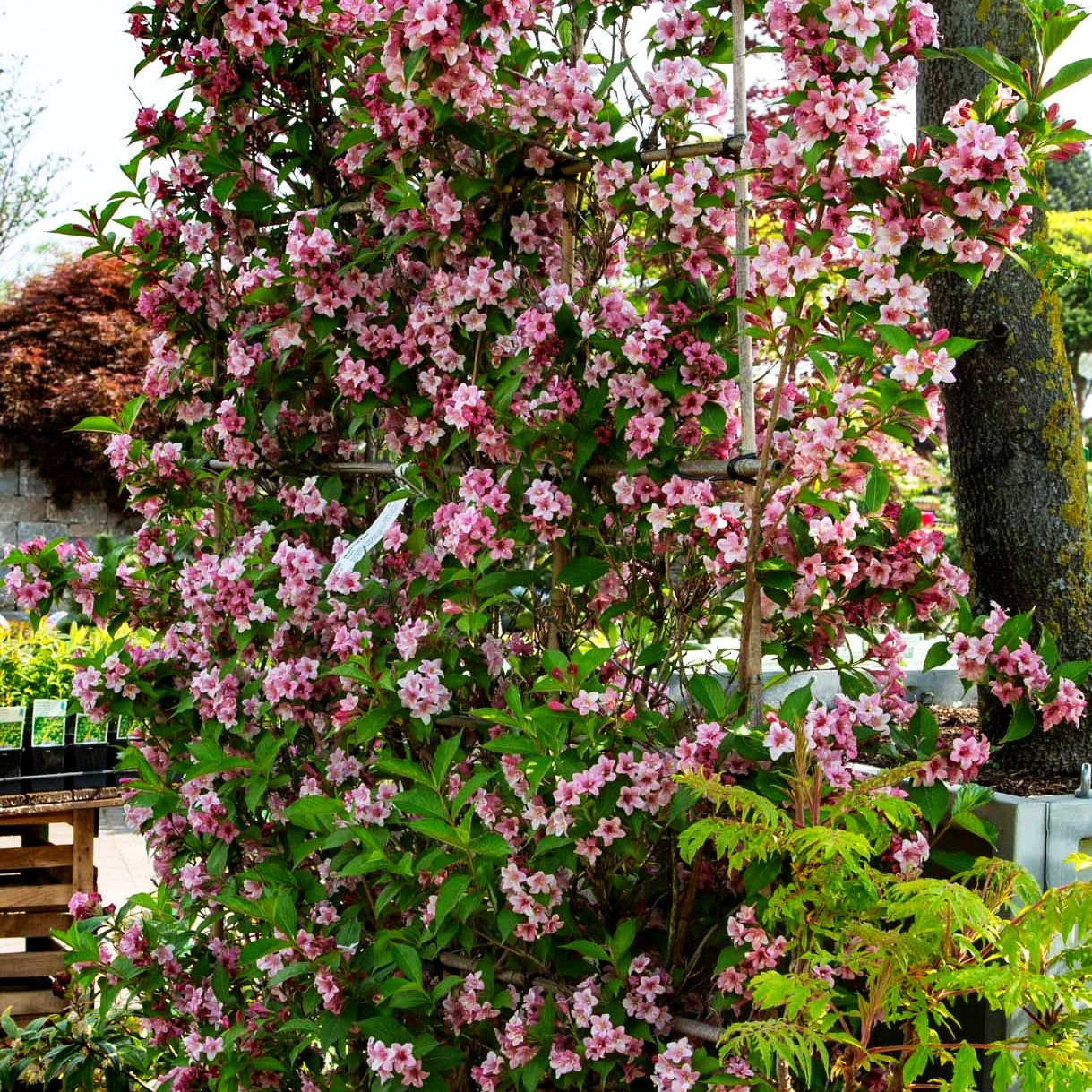 Weigelie 'Rosea' (Weigela x cult.)