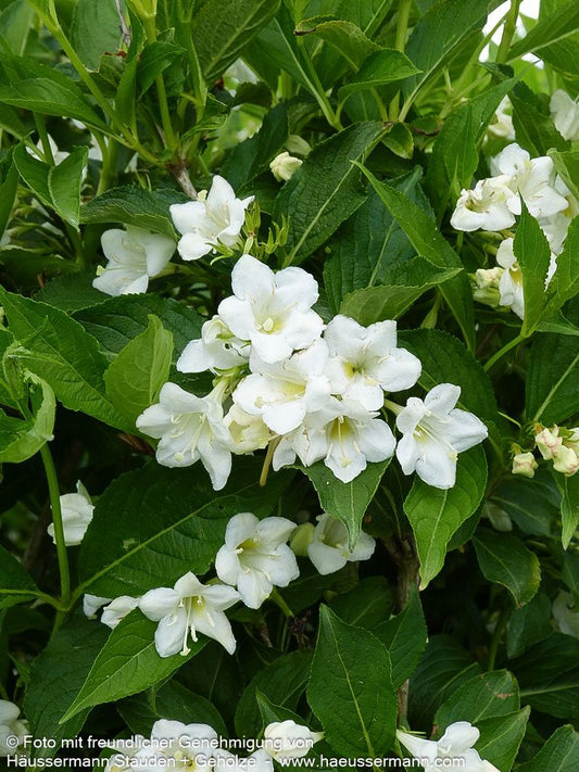 Weigelie 'Snowflake' (Weigela x cult.)
