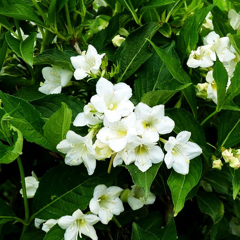 Weigelie 'Snowflake' (Weigela x cult.)
