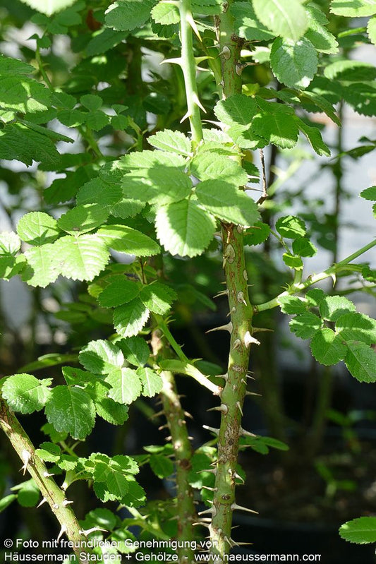 Wein-Rose (Rosa rubiginosa)