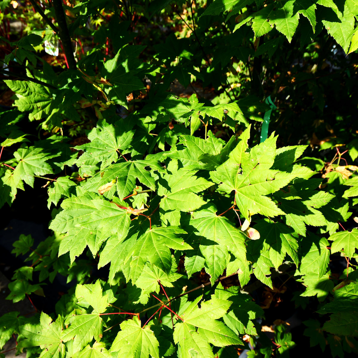 Weinahorn (Acer circinatum)