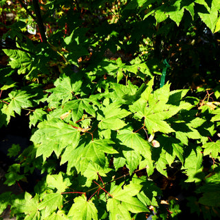 Weinahorn (Acer circinatum)