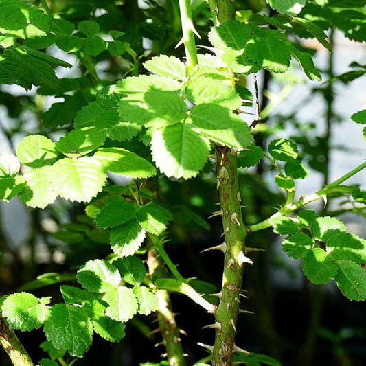 Wein-Rose (Rosa rubiginosa)