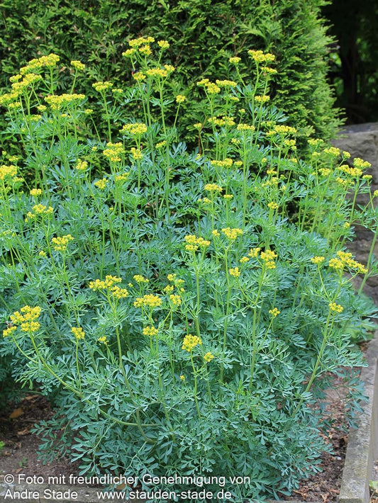 Weinraute (Ruta graveolens)