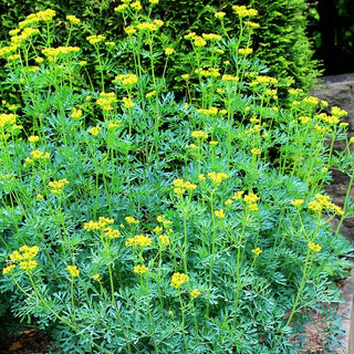 Weinraute (Ruta graveolens)