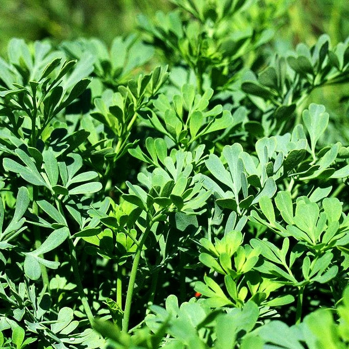 Weinraute (Ruta graveolens)