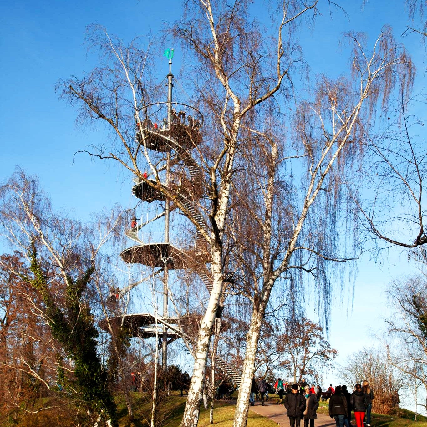 Weiß-Birke (Betula pendula)