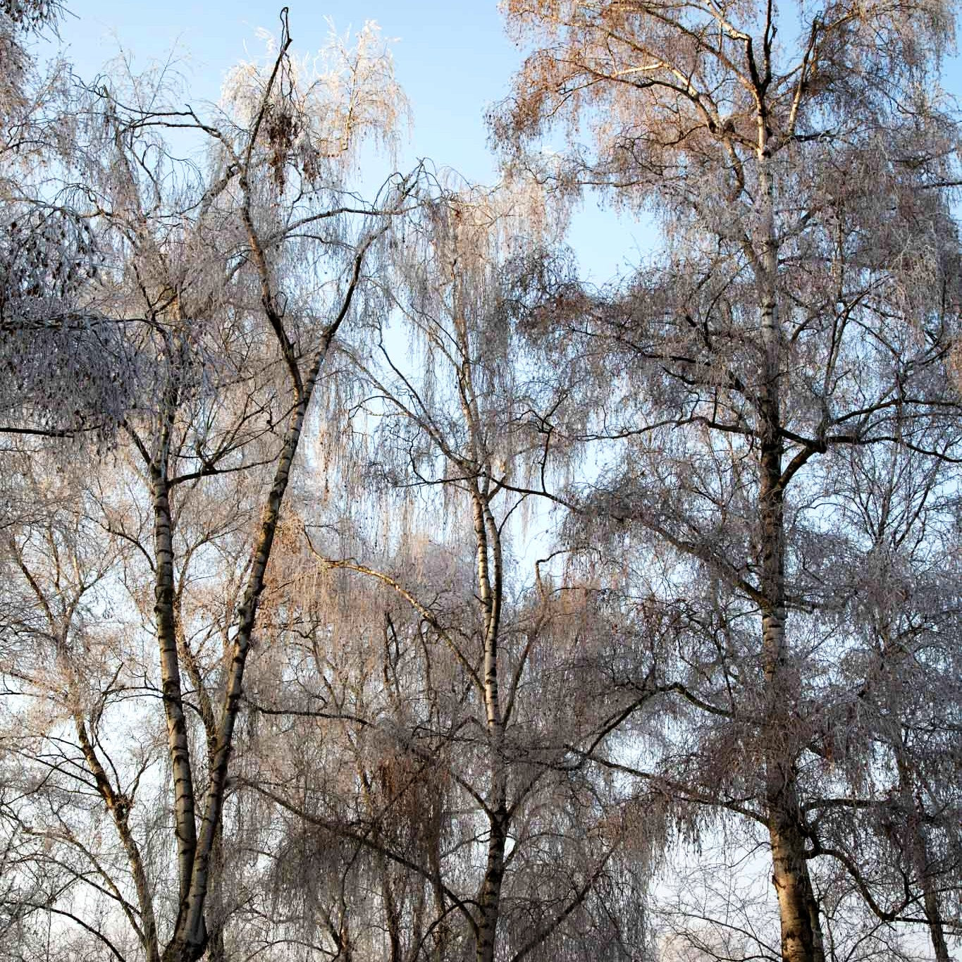 Weiß-Birke (Betula pendula)