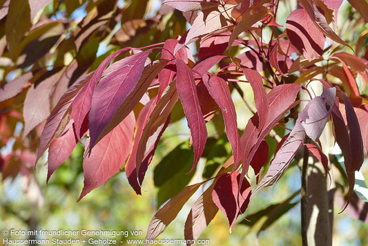Weiß-Esche 'Autumn Purple' (Fraxinus americana)