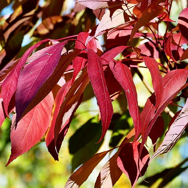 Weiß-Esche 'Autumn Purple' (Fraxinus americana)