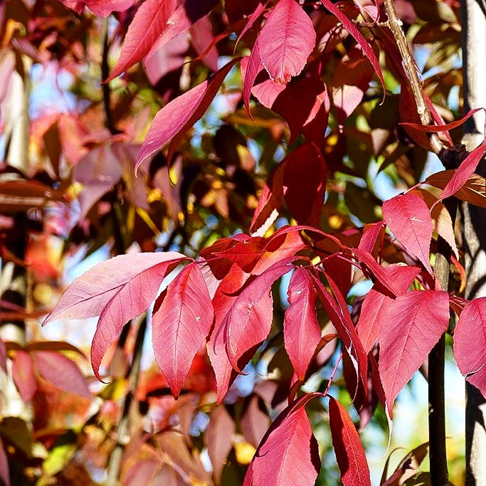 Weiß-Esche 'Autumn Purple' (Fraxinus americana)