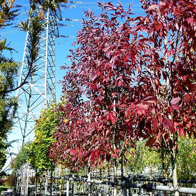Weiß-Esche 'Autumn Purple' (Fraxinus americana)
