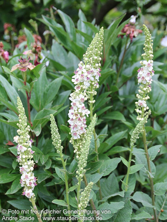 Weißblühende Königskerze (Verbascum nigrum var. album)