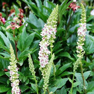 Weißblühende Königskerze (Verbascum nigrum var. album)