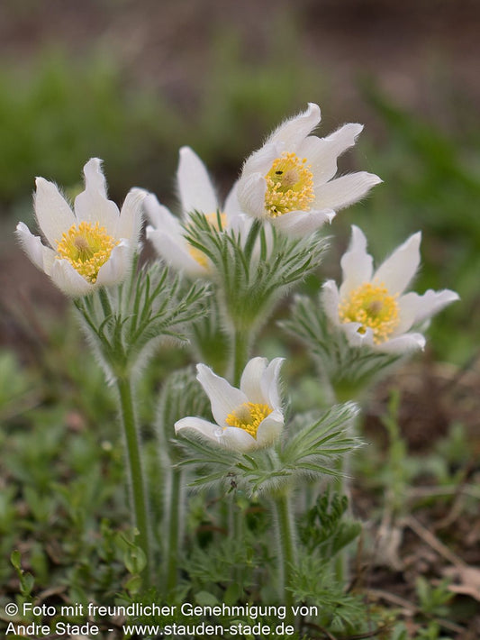 Weißblühende Kuhschelle 'Alba' (Pulsatilla vulgaris)