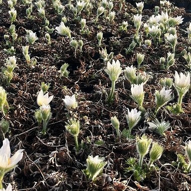 Weißblühende Kuhschelle 'Alba' (Pulsatilla vulgaris)