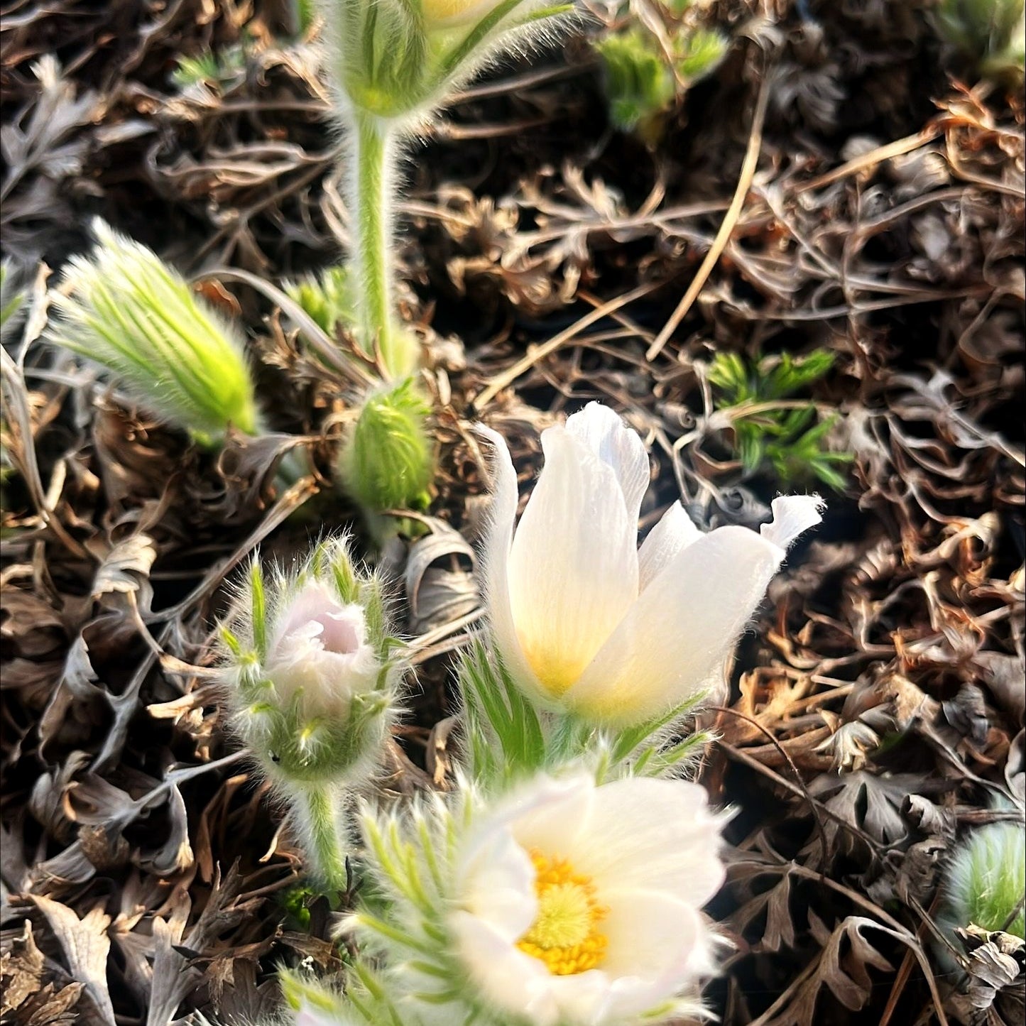 Weißblühende Kuhschelle 'Alba' (Pulsatilla vulgaris)