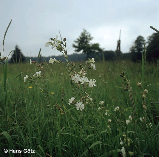 Weißblühende Lichtnelke (Silene latifolia ssp.alba)