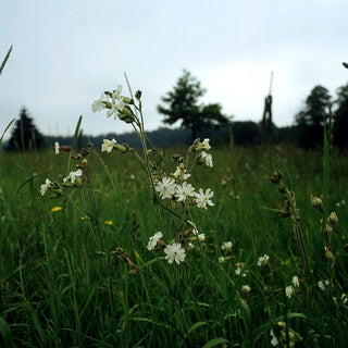 Weißblühende Lichtnelke (Silene latifolia ssp.alba)