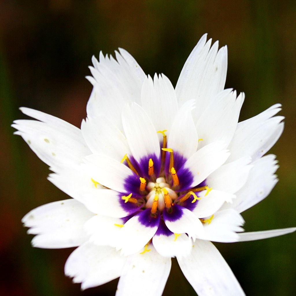 Weißblühende Rasselblume 'Alba' (Catananche caerulea)
