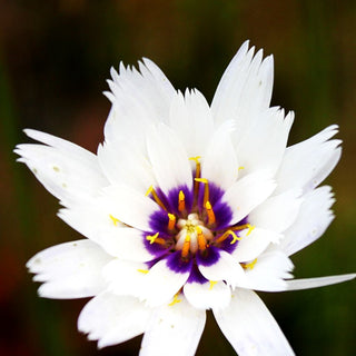 Weißblühende Rasselblume 'Alba' (Catananche caerulea)