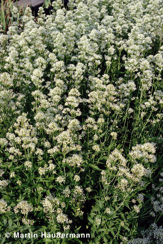 Weißblühende Spornblume 'Albus' (Centranthus ruber)