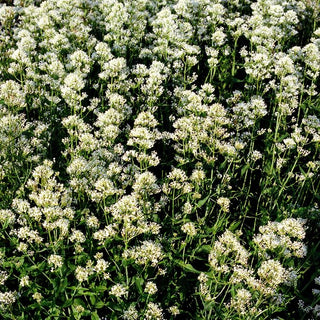 Weißblühende Spornblume 'Albus' (Centranthus ruber)