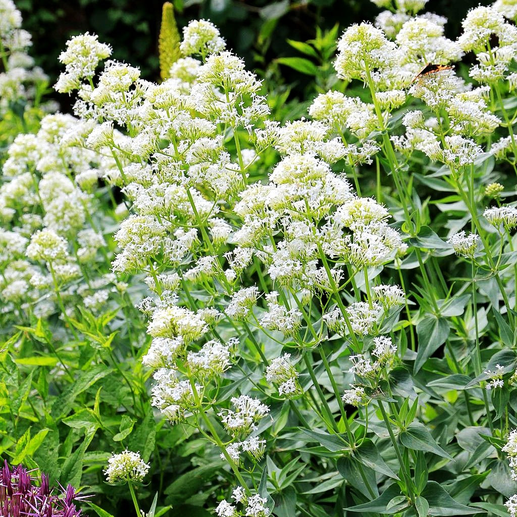 Weißblühende Spornblume 'Albus' (Centranthus ruber)