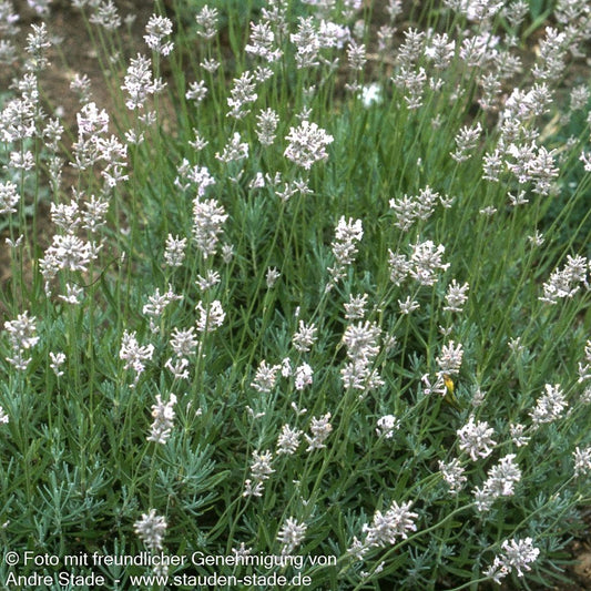 Weißblühender Lavendel 'Alba' (Lavandula angustifolia)