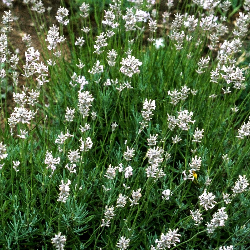 Weißblühender Lavendel 'Alba' (Lavandula angustifolia)