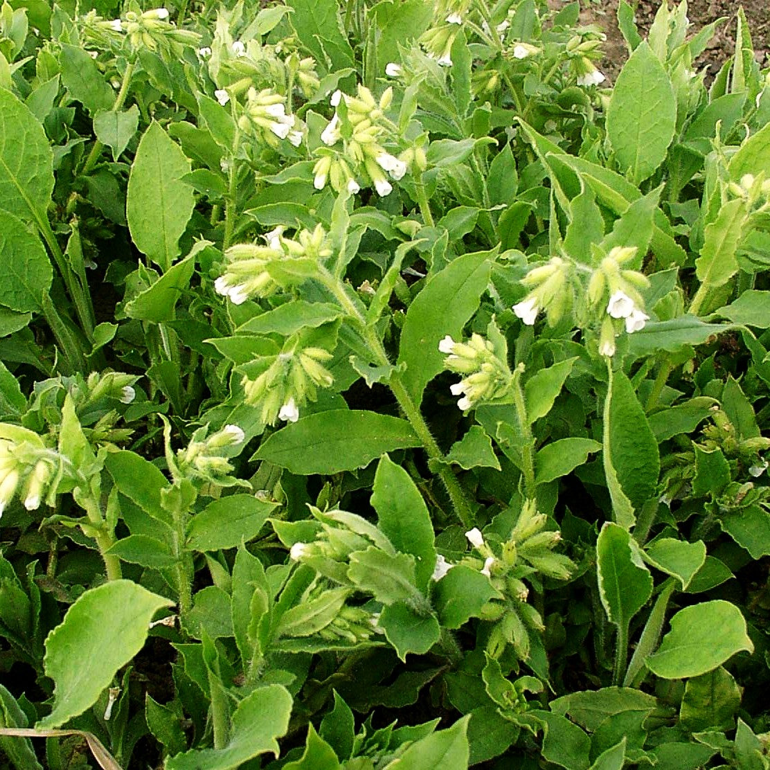 Weißblühendes Lungenkraut 'Albocorollata' (Pulmonaria rubra)