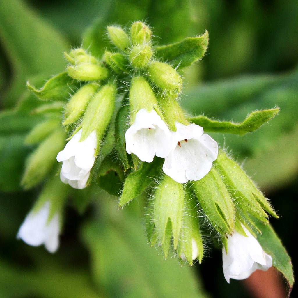 Weißblühendes Lungenkraut 'Albocorollata' (Pulmonaria rubra)