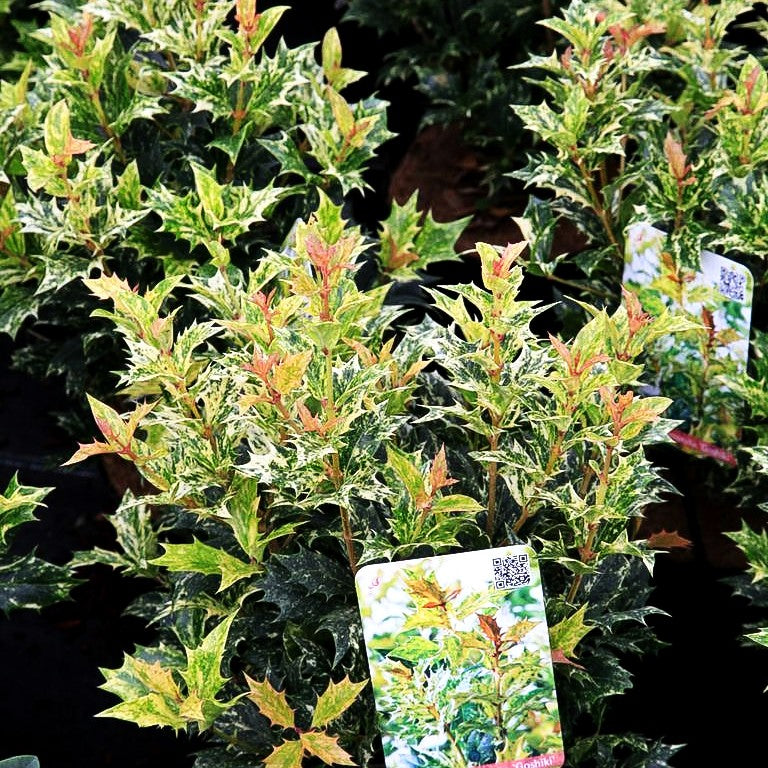 Weißbunte Duftblüte 'Variegatus' (Osmanthus heterophyllus)