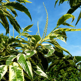 Weißbunte Edel-Kastanie 'Variegata' (Castanea sativa)