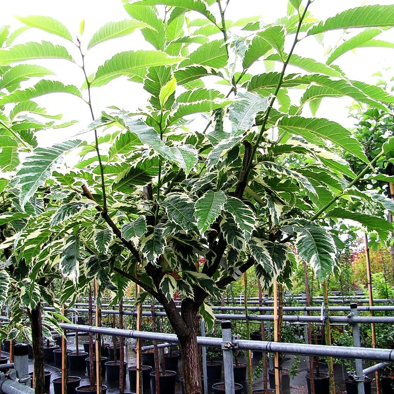 Weißbunte Edel-Kastanie 'Variegata' (Castanea sativa)