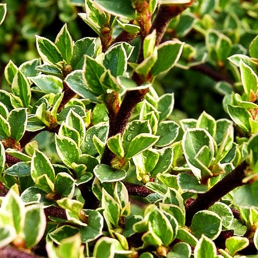 Weißbunte Fächer-Zwergmispel 'Variegatus' (Cotoneaster horizontalis)