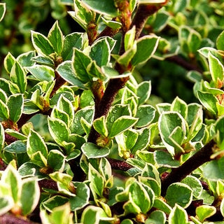 Weißbunte Fächer-Zwergmispel 'Variegatus' (Cotoneaster horizontalis)