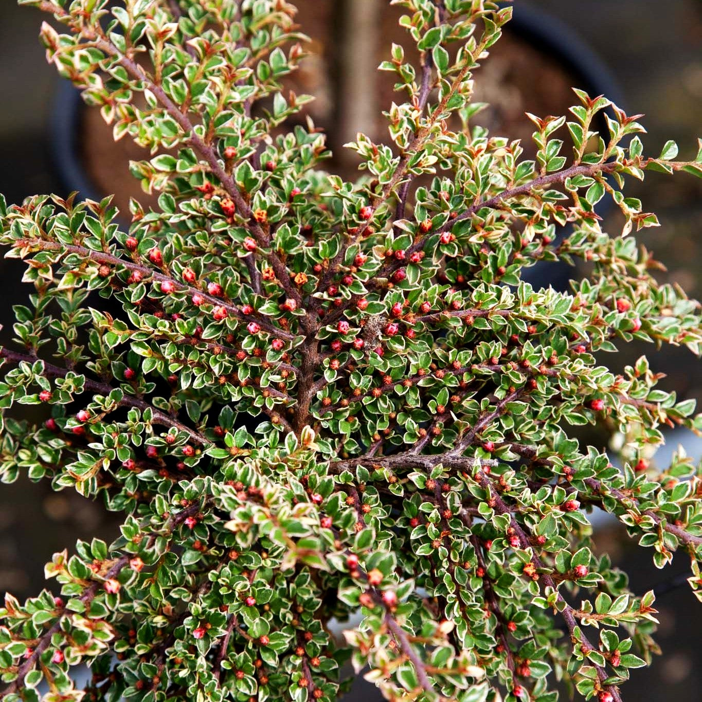 Weißbunte Fächer-Zwergmispel 'Variegatus' (Cotoneaster horizontalis)