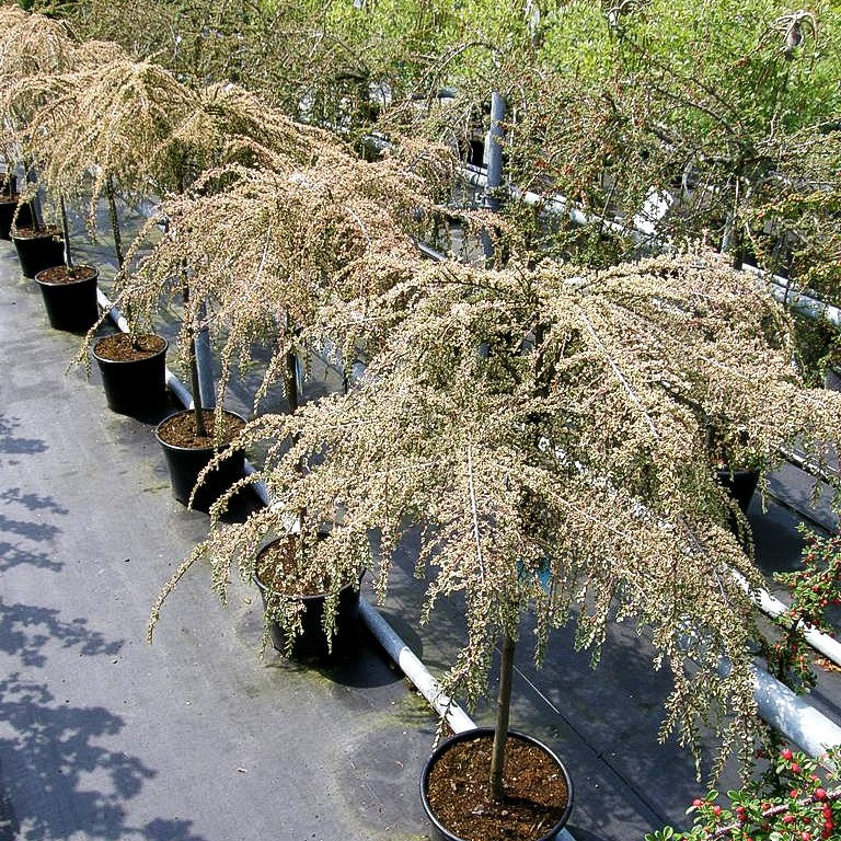 Weißbunte Fächer-Zwergmispel 'Variegatus' (Cotoneaster horizontalis)