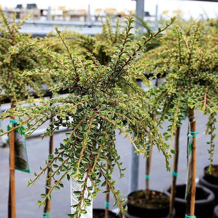 Weißbunte Fächer-Zwergmispel 'Variegatus' (Cotoneaster horizontalis)