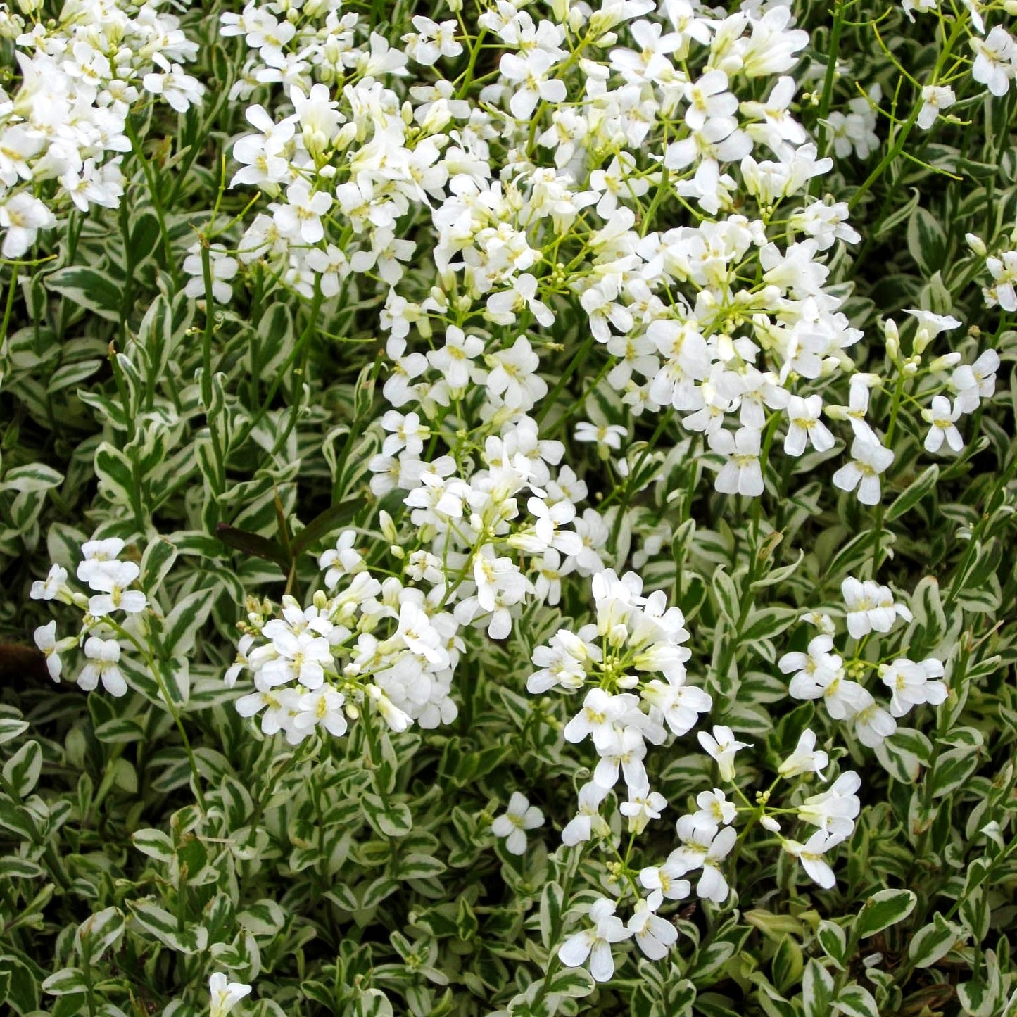 Weißbunte Gänsekresse 'Variegata' (Arabis ferdinandi-coburgii)
