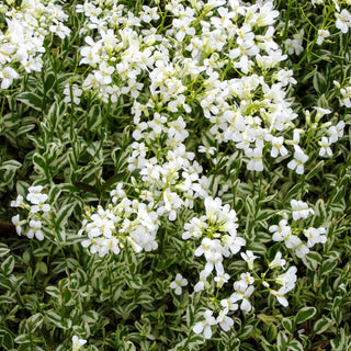 Weißbunte Gänsekresse 'Variegata' (Arabis ferdinandi-coburgii)