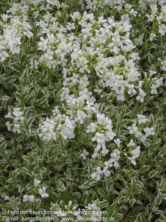 Weißbunte Gänsekresse 'Variegata' (Arabis ferdinandi-coburgii)